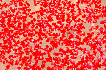 Red rose petals scattered on the white bath bubble on the Jacuzzi tub, top view.