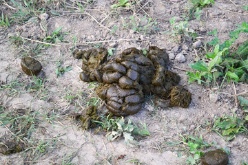 cow dung