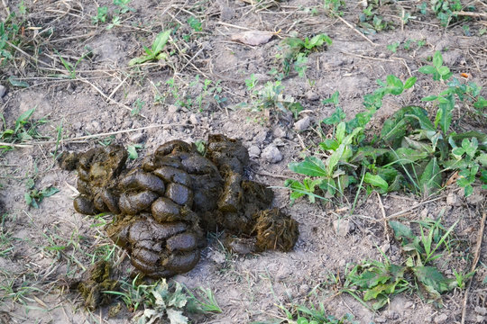cow dung