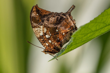 Edelfalter auf blatt