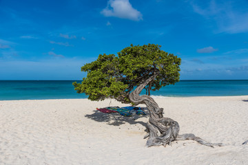 A tree near the shore of an idyllic beach