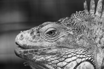 Black and white closeup of Iguana head
