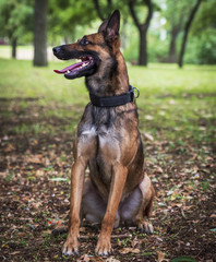 Belgian Shepherd Malinois with open mouth sitting on the green grass