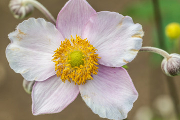  flowers in the openluchtmuseum, Arnhem