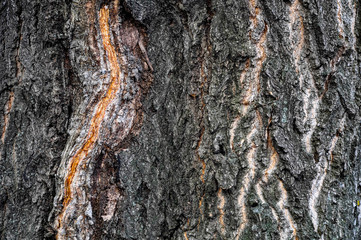 Texture of trees. The trunk. Wood texture. Wavy bark and deep relief.  Gray, yellowish and white background. 