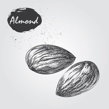 Hand drawn almond isolated on white background. Nuts sketch in style, vector illustrator.