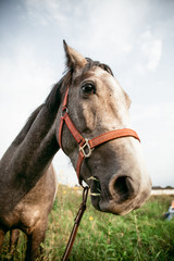 Obraz premium Horse in the nature, horseback riding