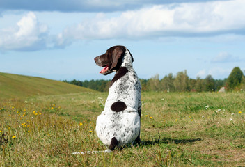 german shorthaired pointer, german kurtshaar one spotted puppy sitting with his back, his head turned in profile, the animal is in a glade with hills, autumn yellowish grass and trees in the distance,