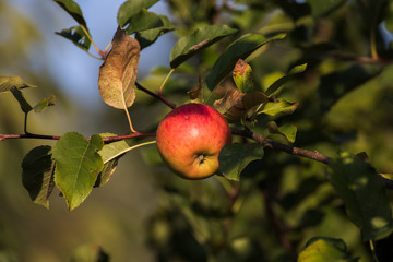 Reifer Apfel an Baum in Hambuirg