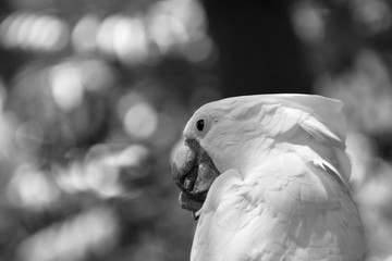 Closeup of White Cockatoo biting on a stick it holding in its foot