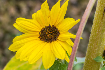 Openluchtmuseum, Arnhem