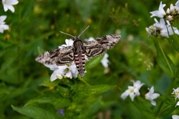 Fototapeta na wymiar Hawk moth collects pollen from white flower