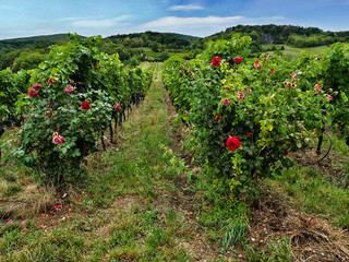 Fototapeta na wymiar Panorama of green vineyards and roses in Lower Austria Region. Autumn harvesting.