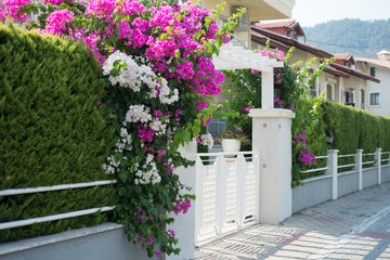Fence of beautiful fresh white and pink flowers with green leaves in summer garden