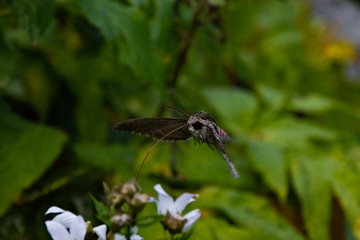 Hawk moth collects pollen from white flower