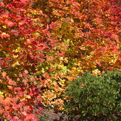 Incredible fall colors of red, orange, and yellow on maple leaves in the forests of Oregon on a sunny day.