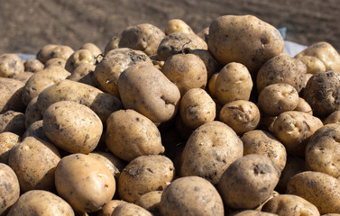 Potato harvest in field