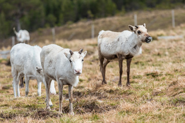 Reindeer on a hill relaxing, with growing antlers, on a cloudy day eating grass at Cairngorms National Park Scotland