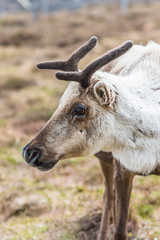 Reindeer on a hill relaxing, with growing antlers, on a cloudy day eating grass at Cairngorms National Park Scotland