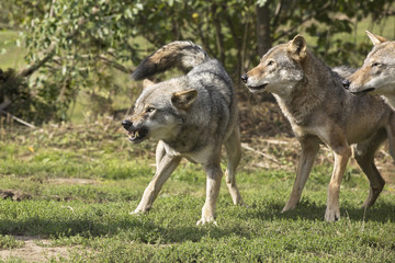 Roedel Europese wolven