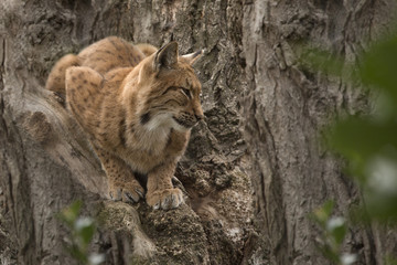 Europese lynx zit in een boom