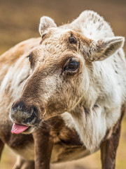Fototapeta premium Raindeer with her tungh out portrait in scotland looking at you