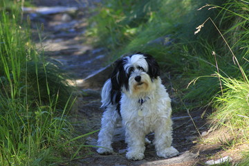 Hundeblick