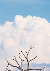 Fototapeta premium the three ravens are sitting on the bare tree