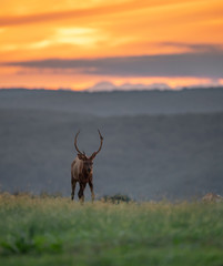 Bull Elk at Sunset 