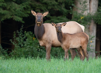 Cow Elk and Calf