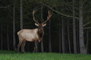 Bull Elk at Night 