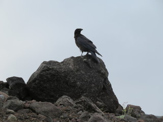 Fototapeta premium Black Raven