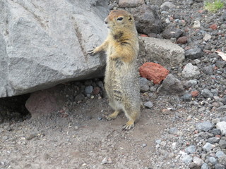 Камчатский грызун Евражка