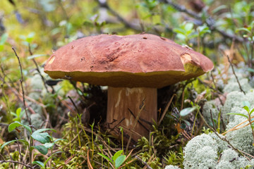 White mushroom is the king of mushrooms in Russia. Nature of the Karelian isthmus.