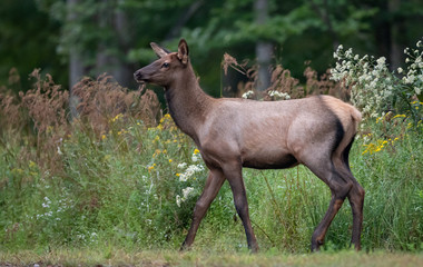 Elk Calf