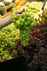 juicy ripe grapes in the hands of a woman in the supermarket