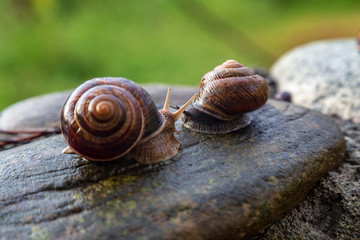 snail