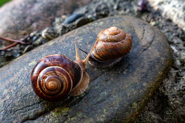 snail