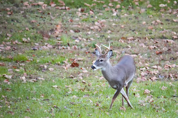 White-tailed Buck Gets Crossed Up