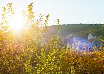Nice vineyard in autumn