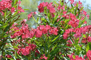 Blooming pink oleander flowers or nerium in garden. Selective focus. Copy space. Blossom spring,...