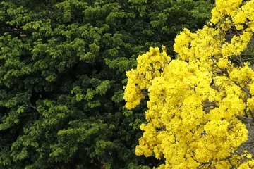 Blumiger gelber Ipe-Baum im Wald © sidneydealmeida