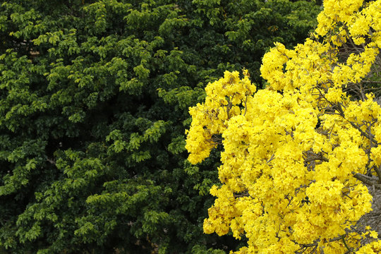 Flowery yellow ipe tree in the woods
