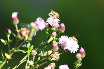 Biene auf Blüte