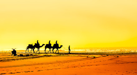 Fototapeta na wymiar Group of camel at the beach of Essaouira in Morocco