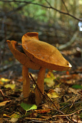Pilz-Geschwister