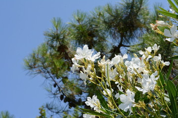 Blooming white oleander flowers or nerium in garden. Selective focus. Copy space. Blossom spring,...