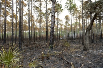 View of a burned, charred, and smoking forest in Apalachicola, Florida, USA