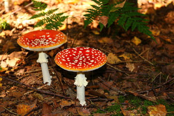 Fliegenpilz (Amanita muscaria)