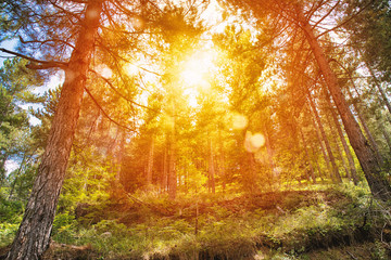 Yellow sunrise in a peaceful green forest